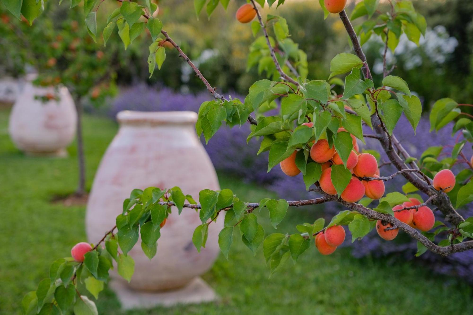 Mas Notre Dame Bed and Breakfast Eygalières Εξωτερικό φωτογραφία